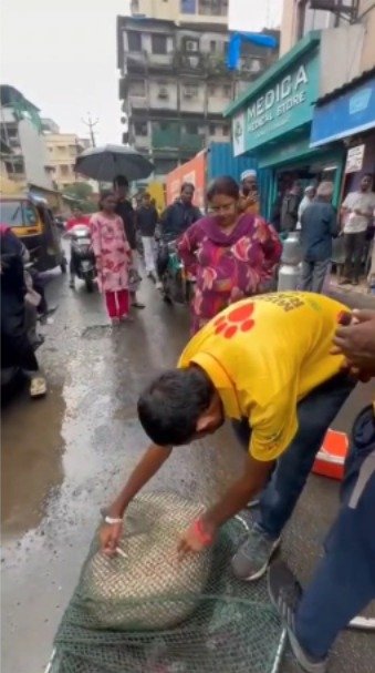 केडीएमसी क्षेत्रातील भटक्या श्वानांसाठी अँटी रेबीज लसीकरणाला सुरुवात