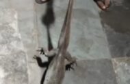 आधारवाडीतील माधव बँक्वेट हॉलमधून घोरपडीची सुटका
