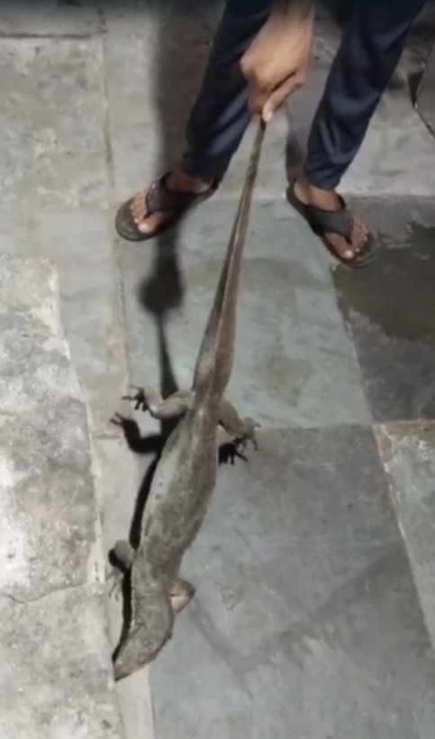 आधारवाडीतील माधव बँक्वेट हॉलमधून घोरपडीची सुटका